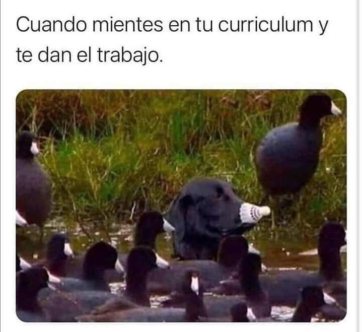 Como Lidiar Con La Vida Adulta Memes