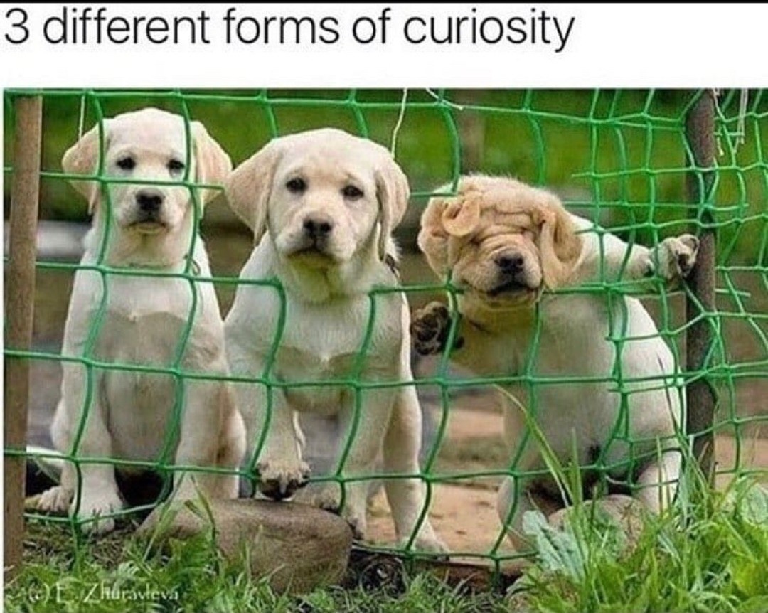 3 different forms of curiosity.
