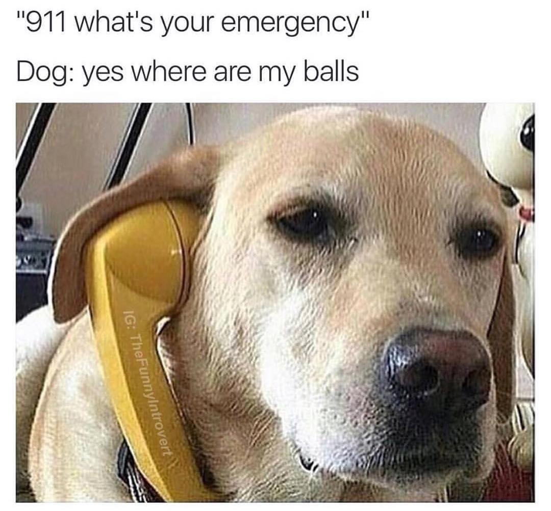 "911 what's your emergency".  Dog: yes where are my balls.