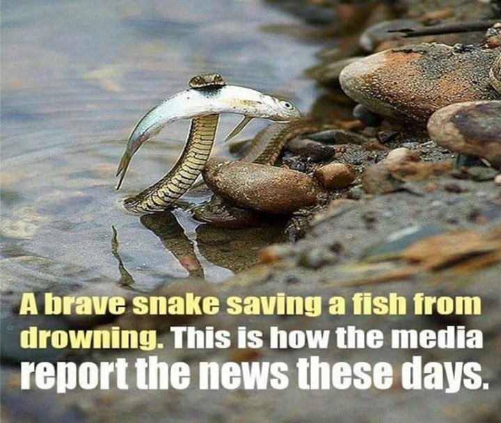 A brave snake saving a fish from drowning. This is how the media report the news these days.