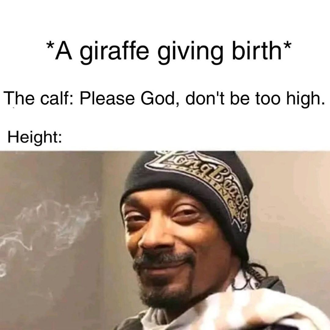 *A giraffe giving birth* The calf: Please God, don't be too high. Height: