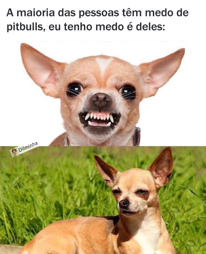 A maioria das pessoas têm medo de pitbulls, eu tenho medo é deles: