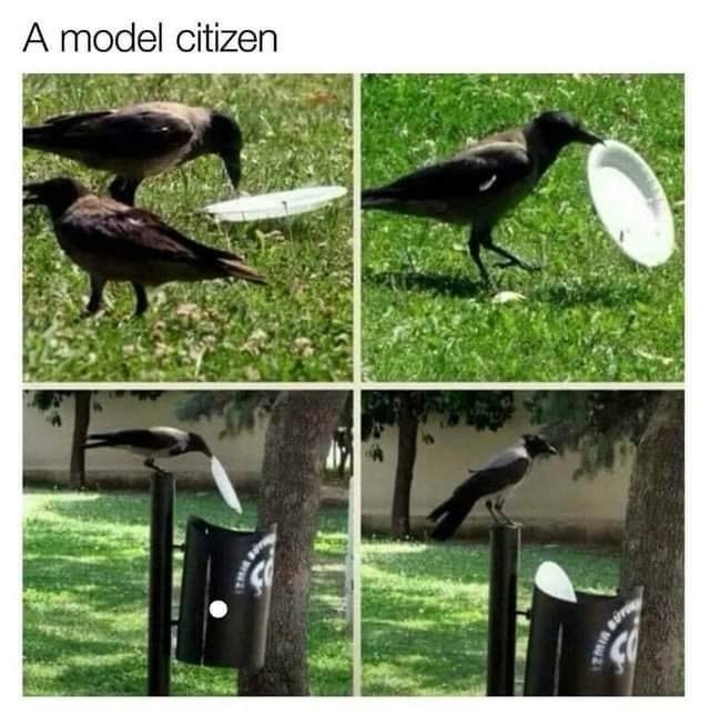 A model citizen.