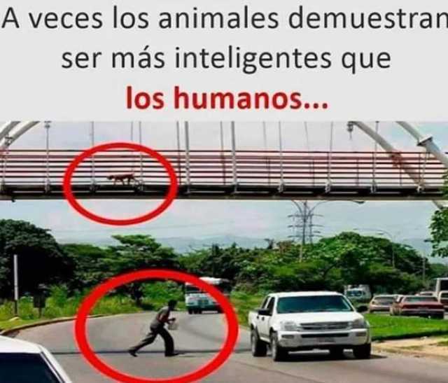 A veces los animales demuestran ser más inteligentes que los humanos...