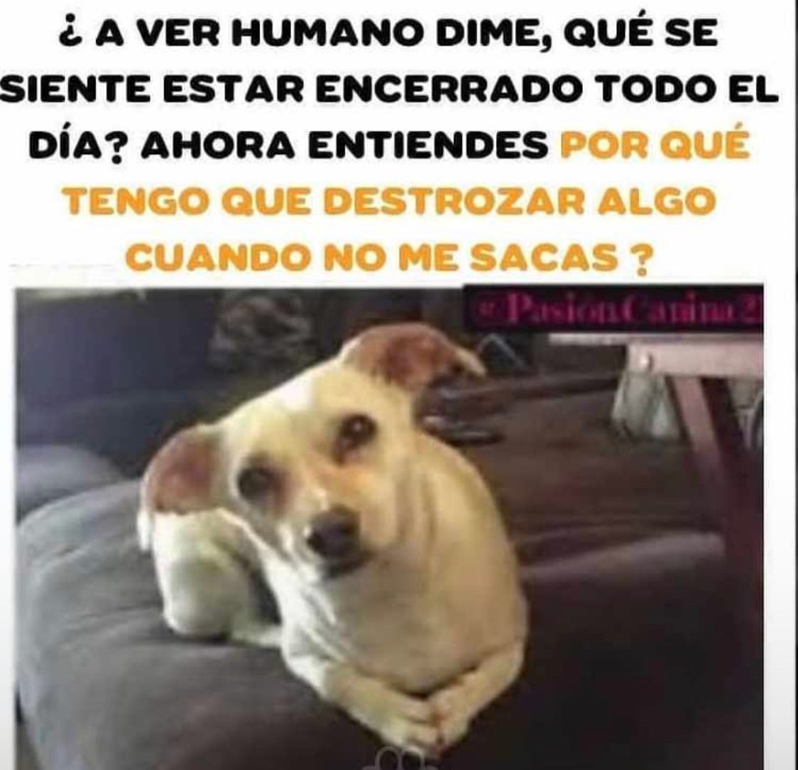 ¿A ver humano dime, qué se siente estar encerrado todo el día? Ahora entiendes por qué tengo que destrozar algo cuando no me sacas?