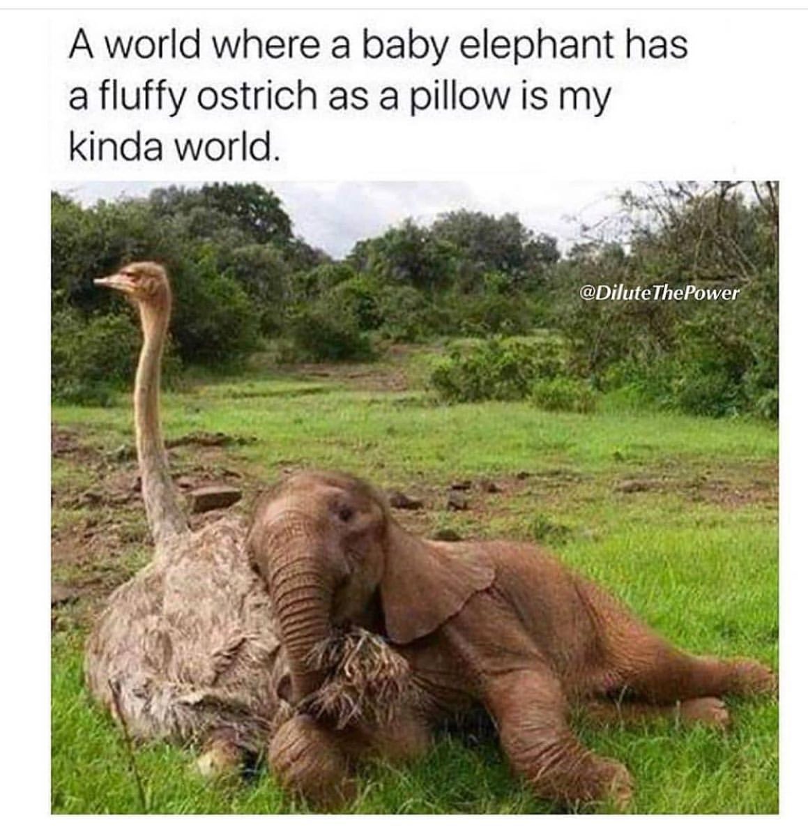A world where a baby elephant has a fluffy ostrich as a pillow is my kinda world.