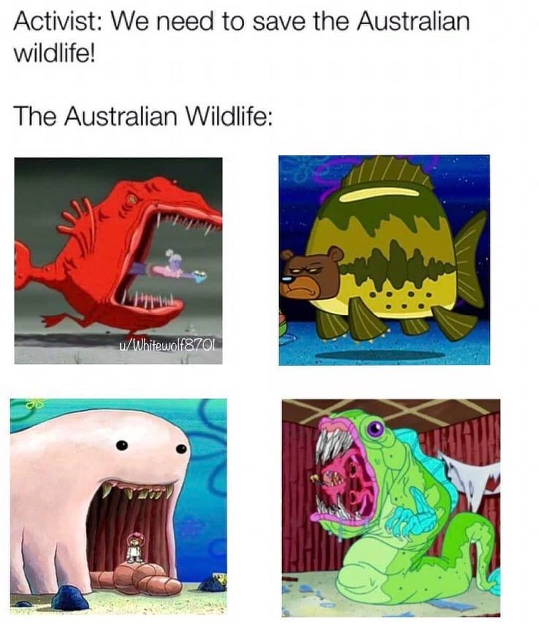 Activist: We need to save the Australian wildlife! The Australian Wildlife: