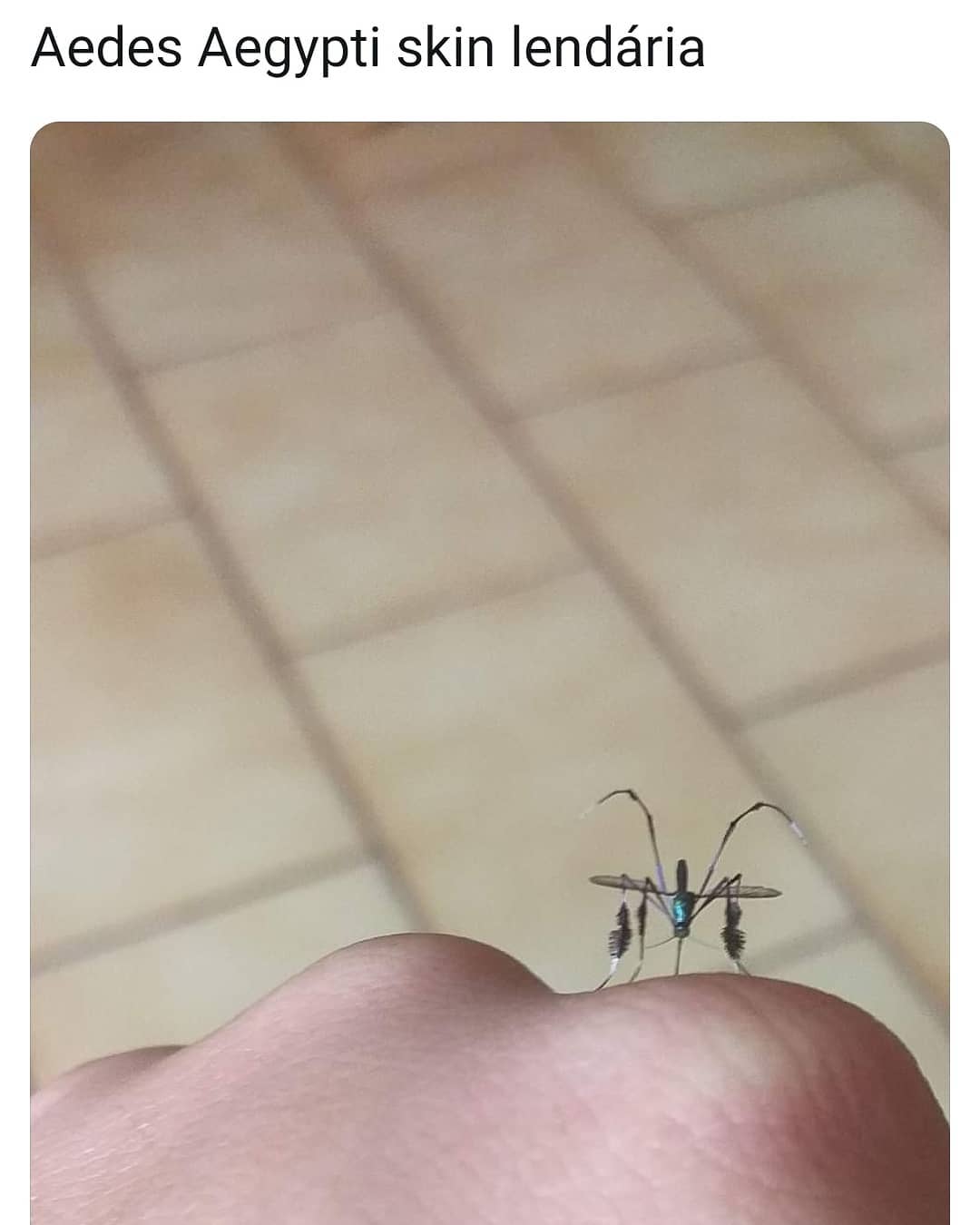 Aedes Aegypti skin lendária.