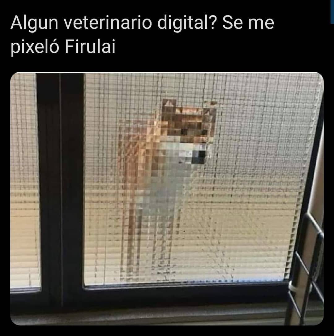 Algun veterinario digital? Se me pixeló Firulai.