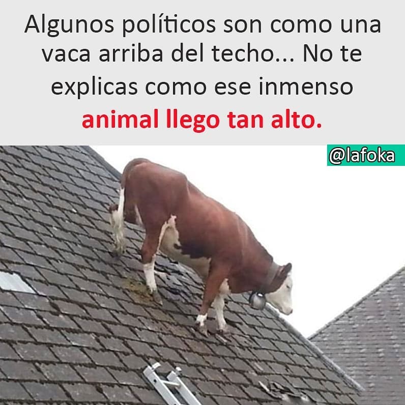 Algunos políticos son como una vaca arriba del techo... No te explicas como ese inmenso animal llegó tan alto.