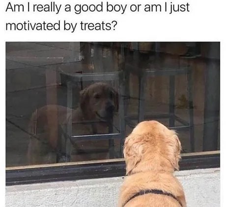 Am I really a good boy or am I just motivated by treats?