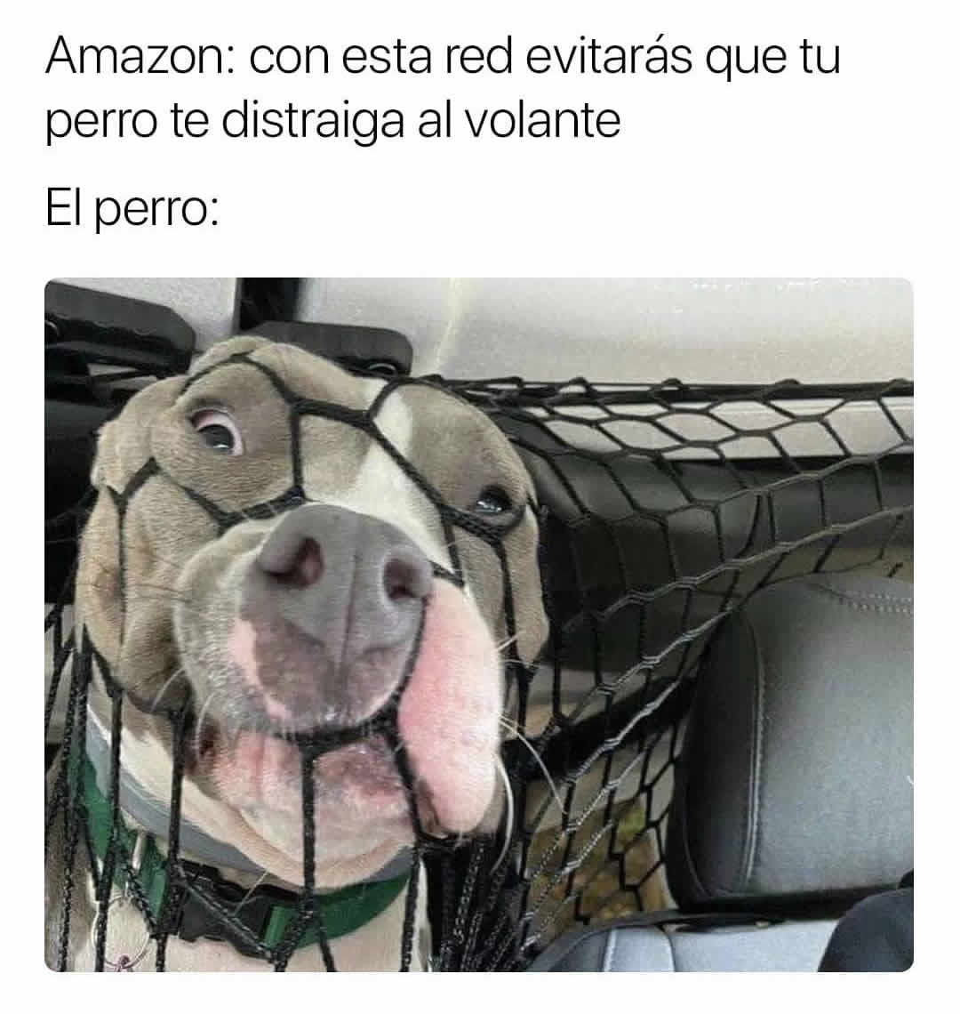 Amazon: Con esta red evitarás que tu perro te distraiga al volante.  El perro: