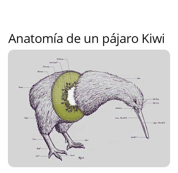 Anatomía de un pájaro Kiwi.