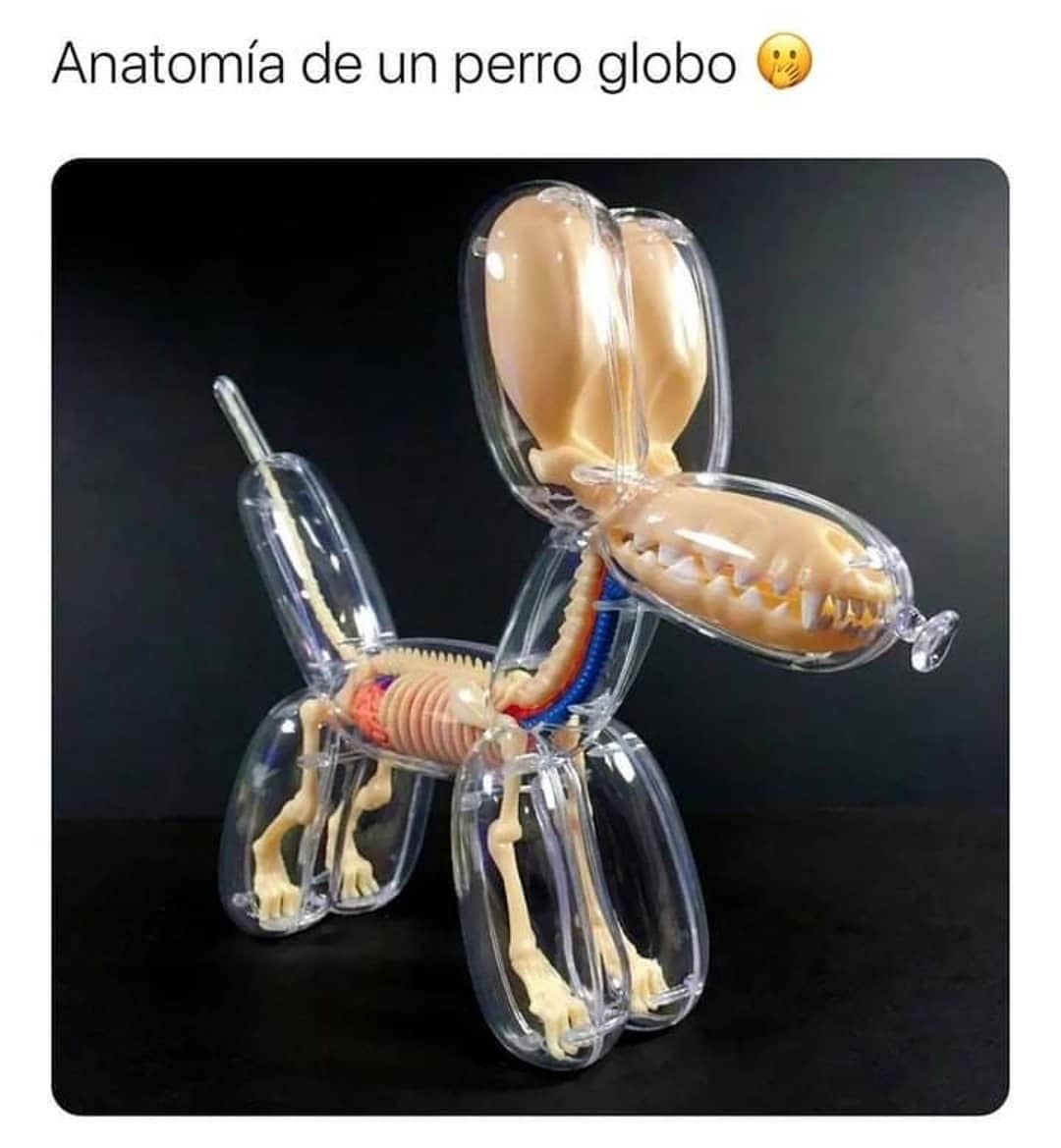 Anatomía de un perro globo.