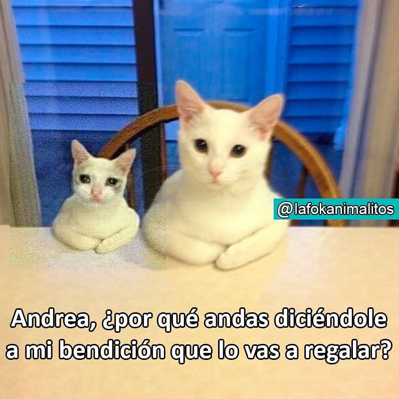 Andrea, ¿por qué andas diciéndole a mi bendición que lo vas a regalar?