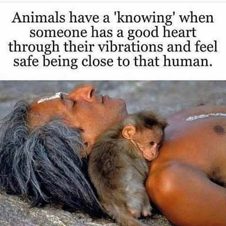 Animals have a 'knowing' when someone has a good heart through their vibrations and feel safe being close to that human.