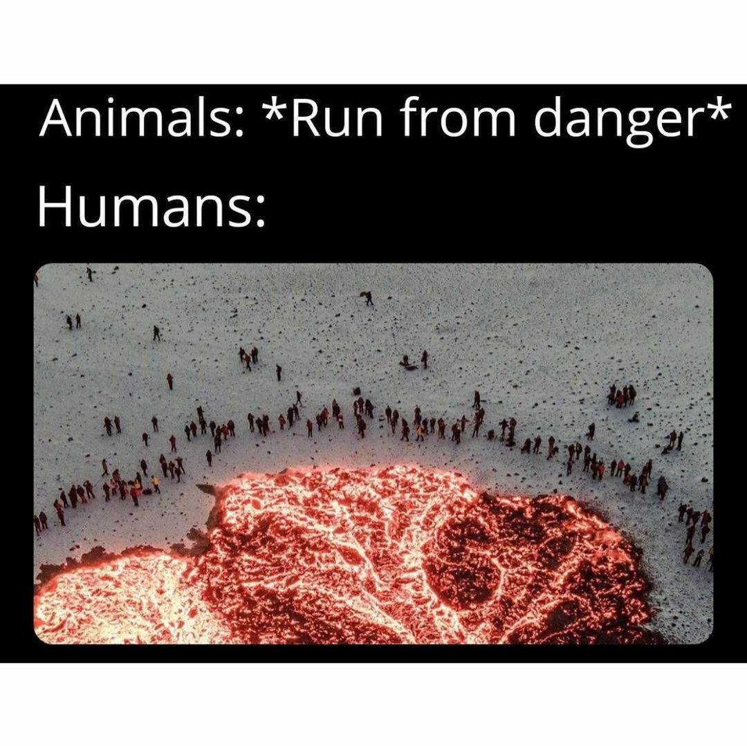 Animals: *Run from danger* Humans: