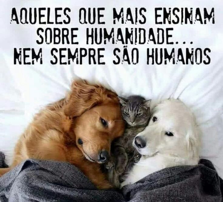 Aqueles Que Mais Ensinam Sobre Humanidade Nem Sempre S O Humanos