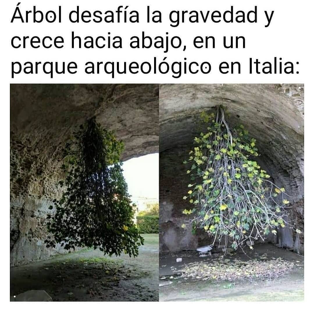 Árbol desafía la gravedad y crece hacia abajo, en un parque arqueológico en Italia: