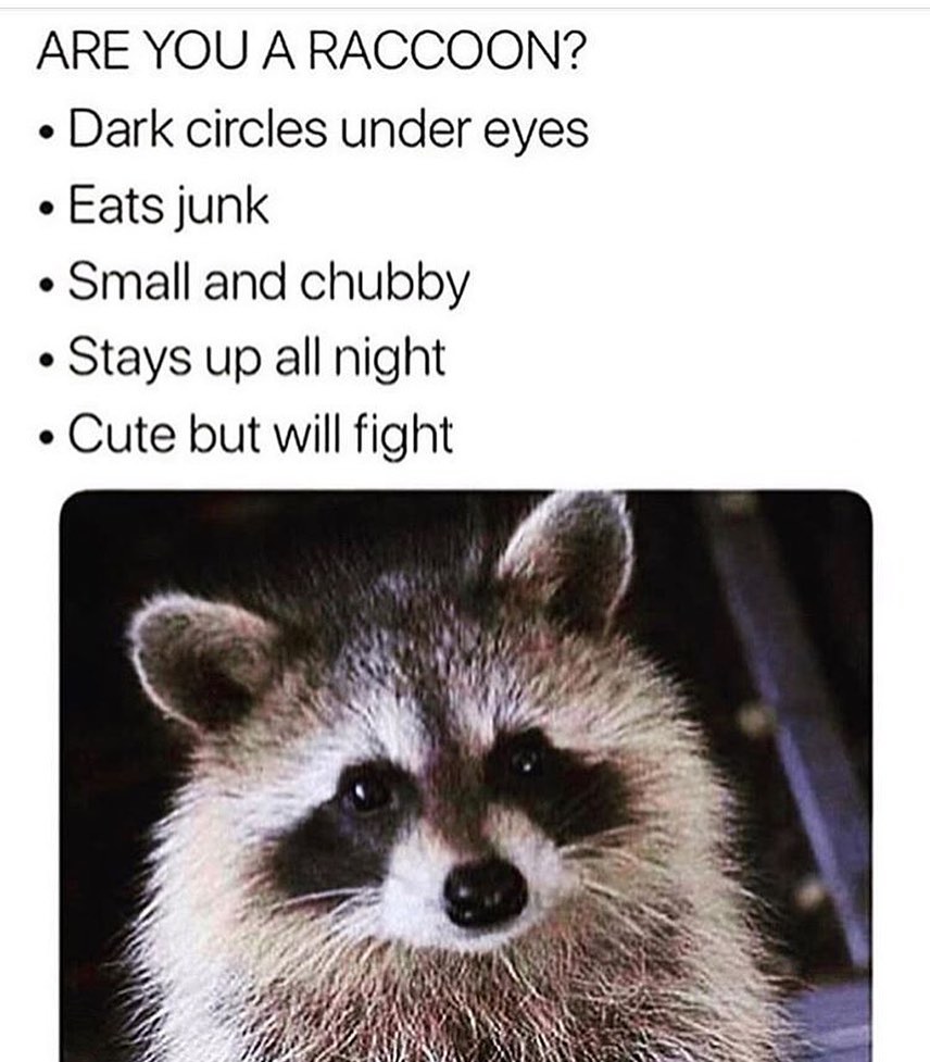 Are you a raccoon? Dark circles under eyes. Eats junk. Small and chubby. Stays up all night. Cute but will fight.