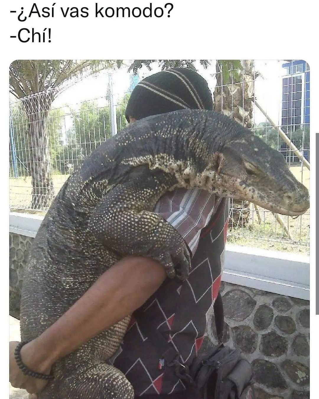  As Vas Komodo Ch Memes