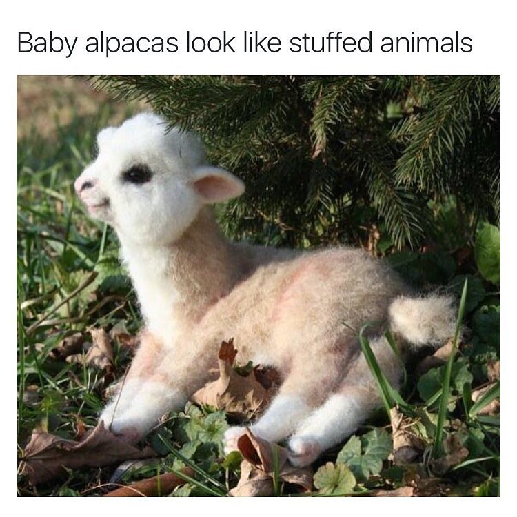 Baby alpacas look like stuffed animals.