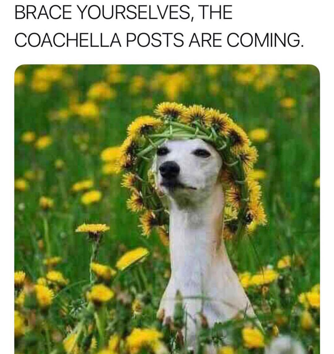 Brace yourselves, the coachella posts are coming.