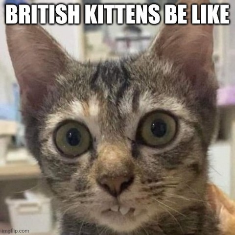 British kittens be like.