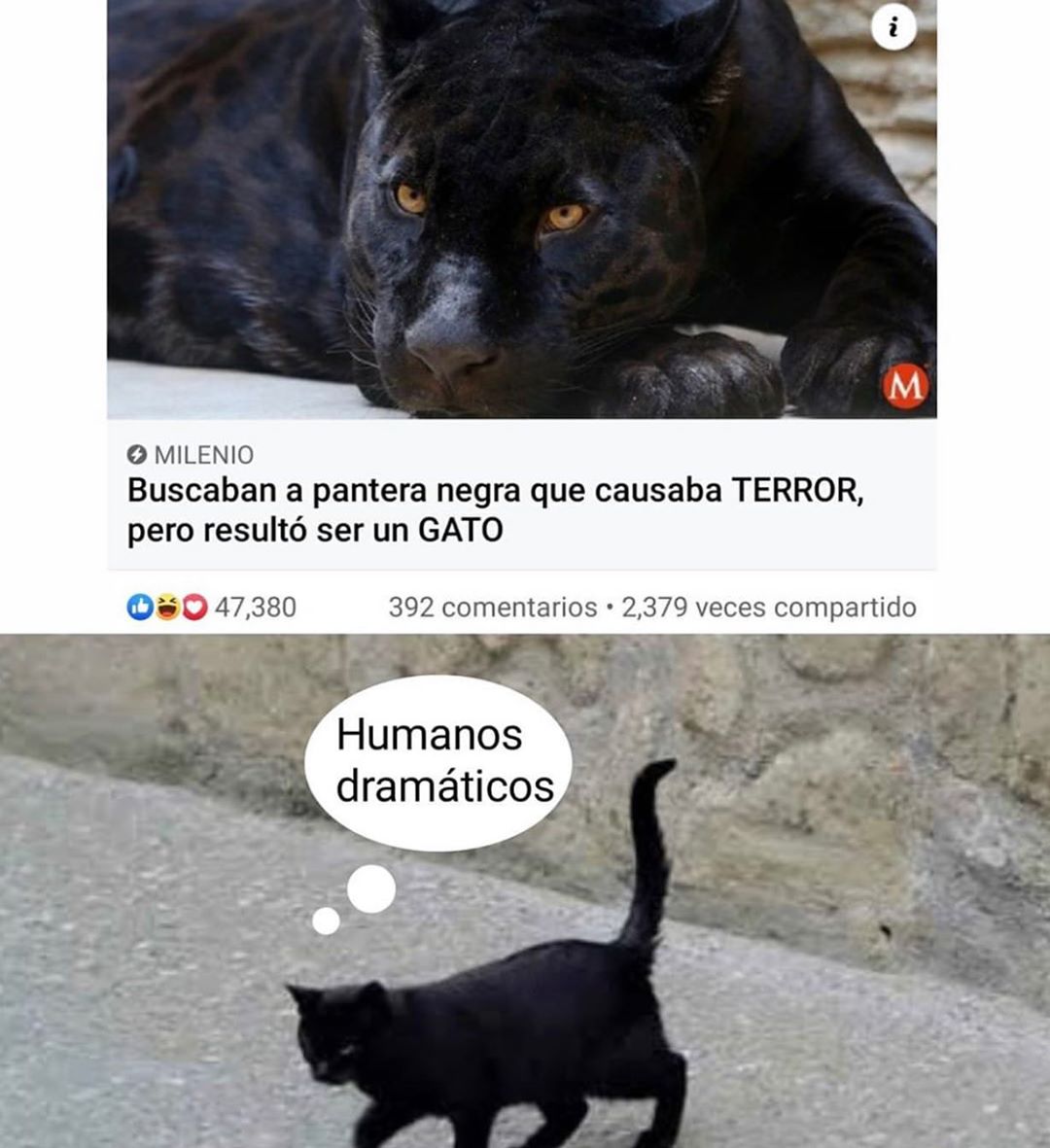 Buscaban a pantera negra que causaba terror, pero resultó ser un gato.  Humanos dramáticos.