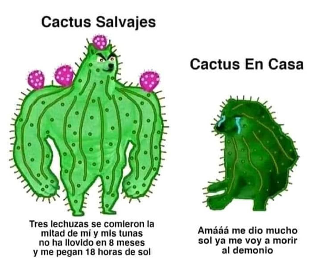 Cactus salvaje: Tres lechuzas se comieron la mitad de mi y mis tunas no han llovido en 8 meses y me pegan 18 horas de sol. Cactus en casa: Amááá me dio mucho sol ya me voy a morir al demonio.