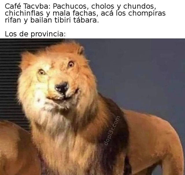 Café Tacvba: Pachucos, cholos y chundos, chichinflas y mala fachas, acá los chompiras rifan y bailan tibiri tábara. Los de provincia: