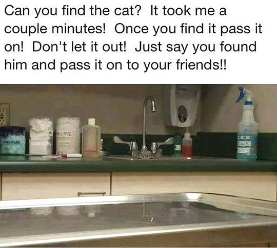 Can you find the cat? It took me a couple minutes! Once you find it pass it on! Don't let it out! Just say you found him and pass it on to your friends!!