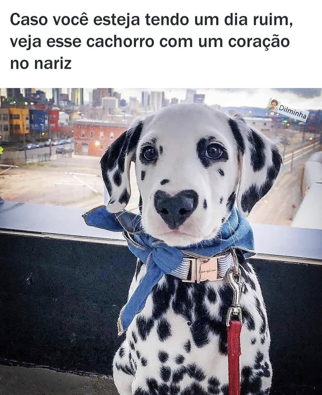 Caso você esteja tendo um dia ruim, veja esse cachorro com um coração no nariz.