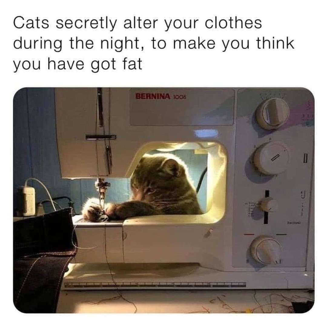 Cats secretly alter your clothes during the night, to make you think you have got fat.