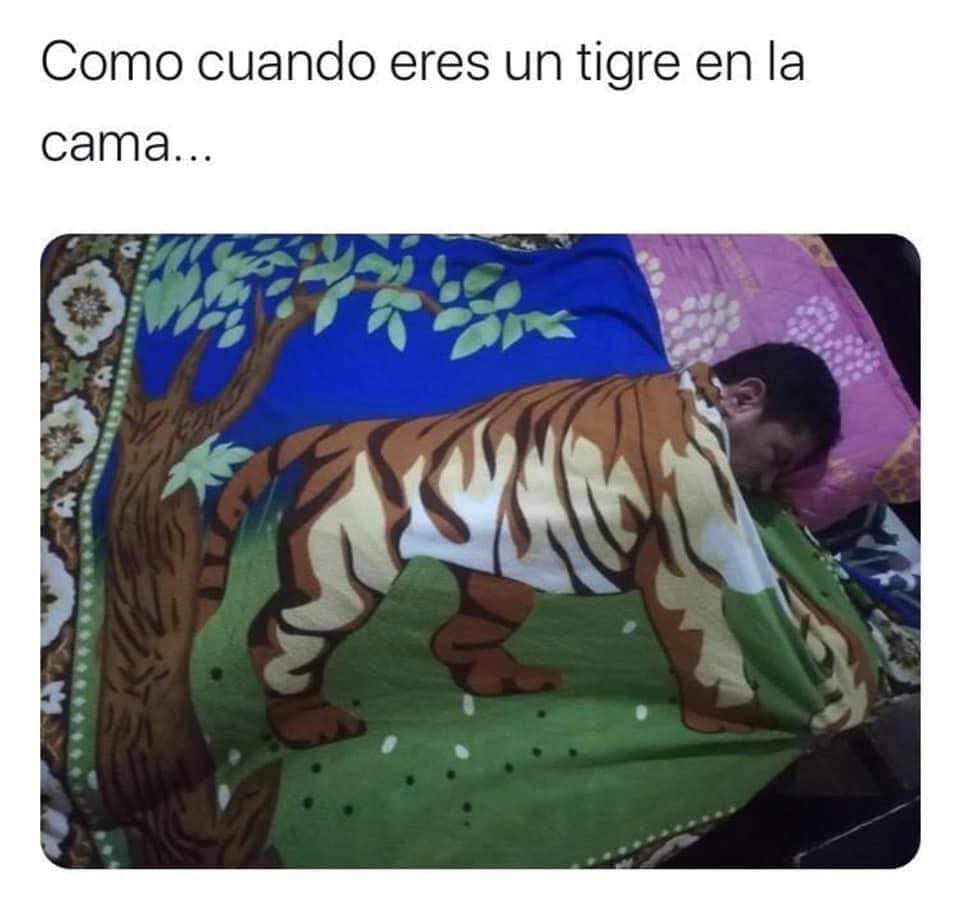 Como cuando eres un tigre en la cama...