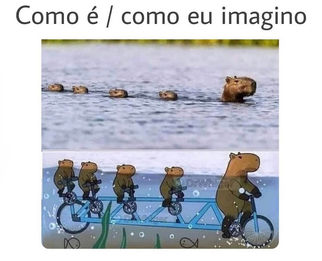 Como é / como eu imagino.