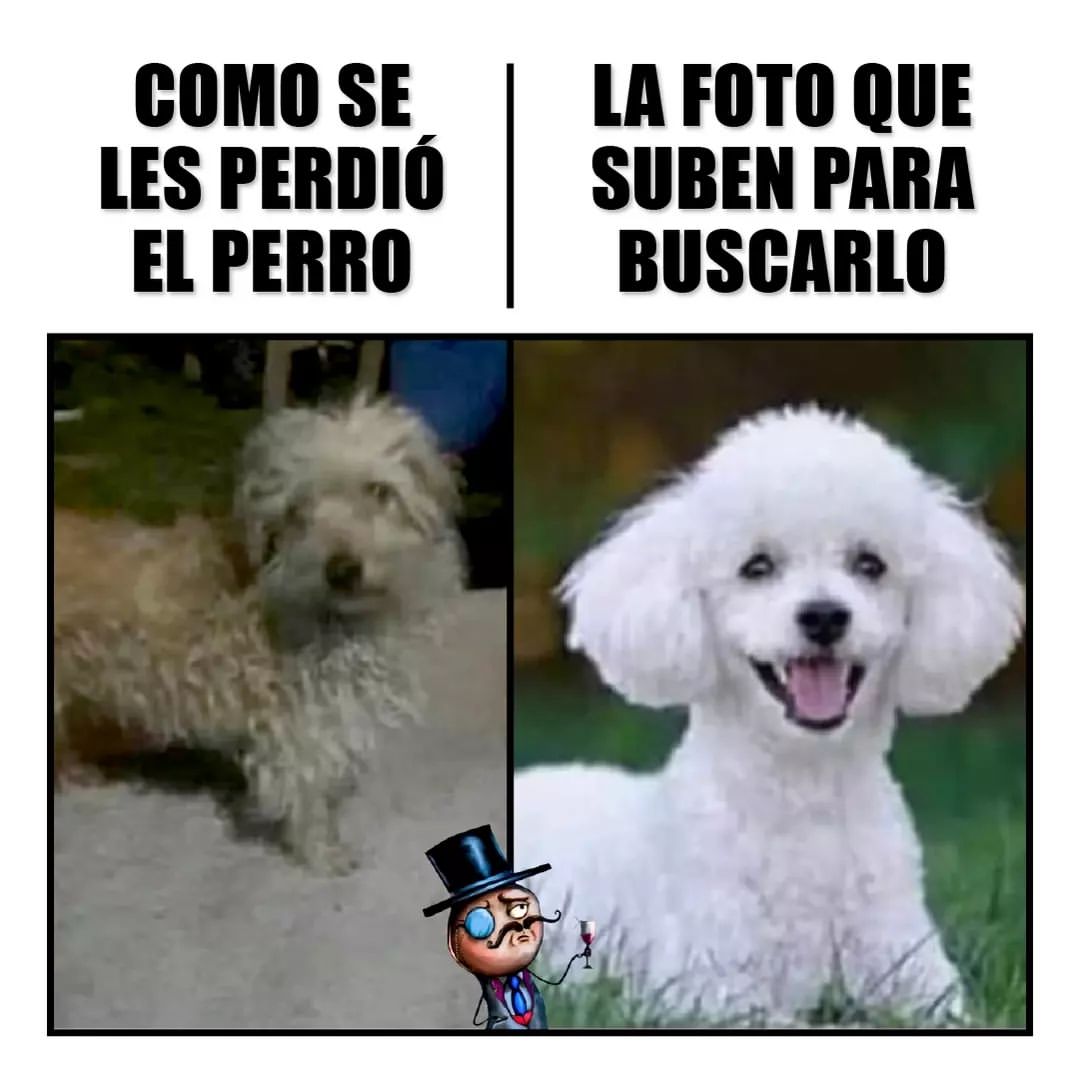 Como Se Les El Perro La Foto Que Suben Para Buscarlo Memes