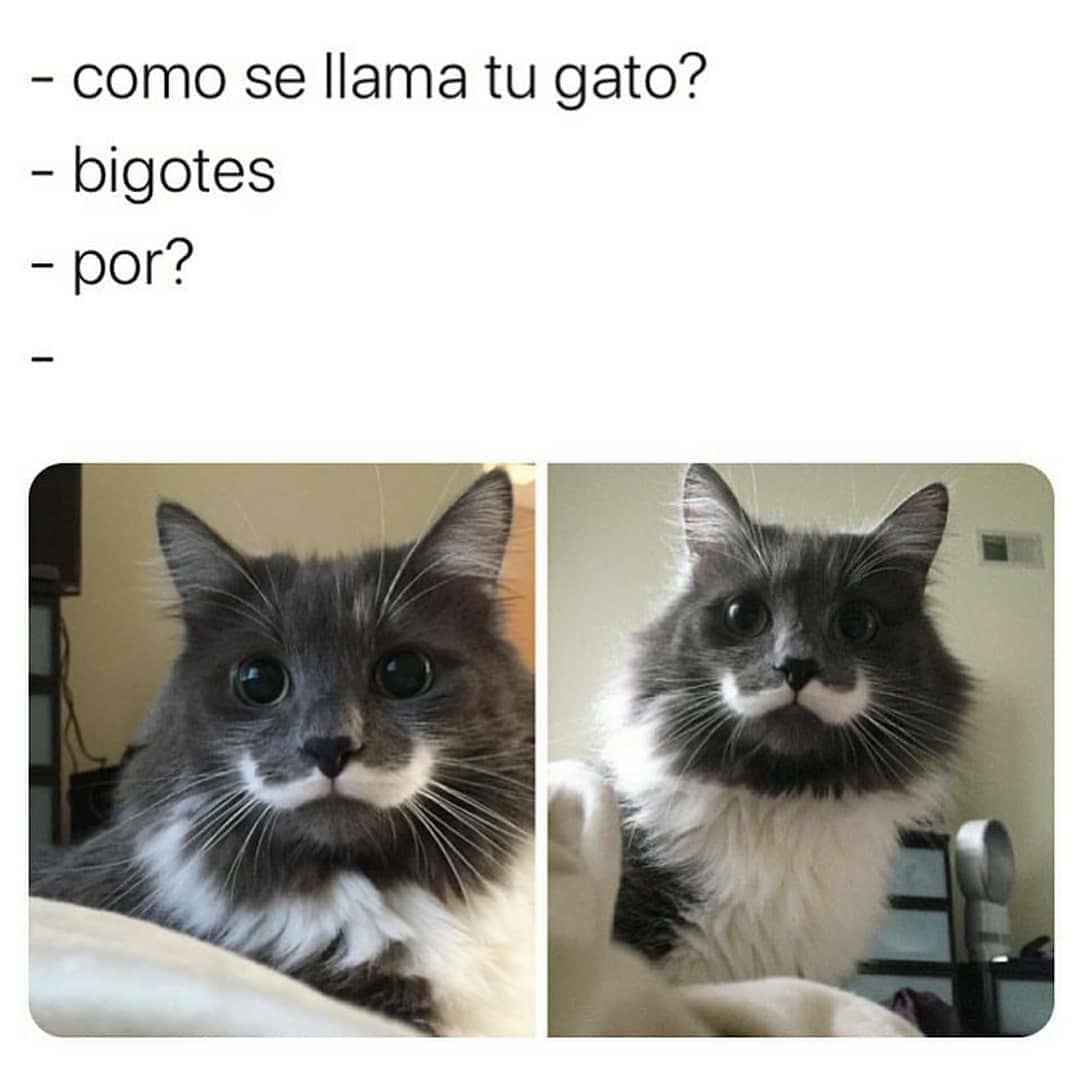 Como se llama tu gato?  Bigotes.  Por?