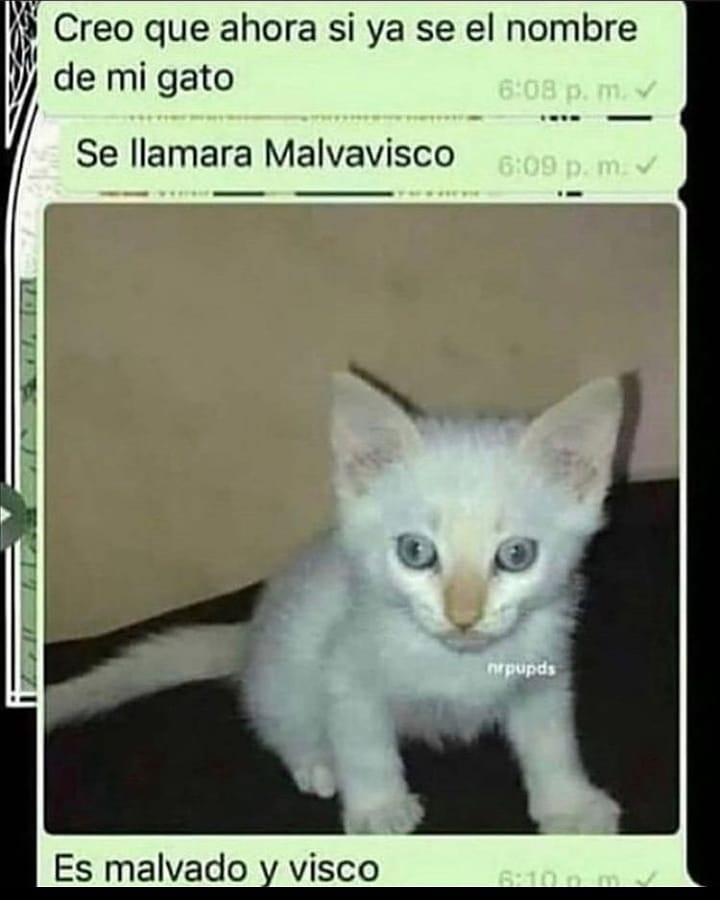 Creo que ahora si ya sé el nombre de mi gato se llamará Malvavisco.  Es malvado y visco.
