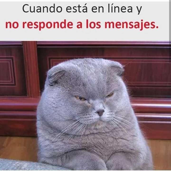 Cuando Está En Línea Y No Responde A Los Mensajes Memes 1110