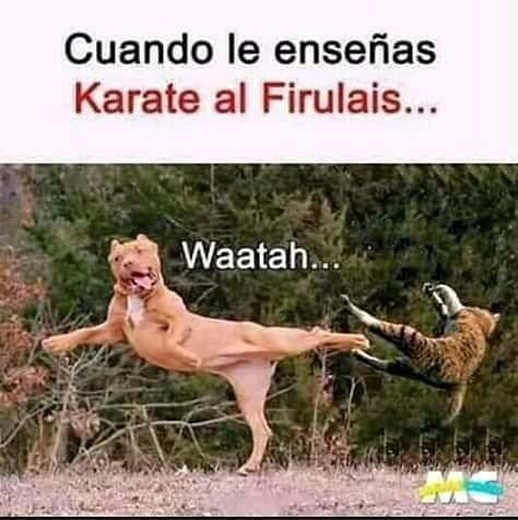 Cuando le enseñar karate al Firulais... Waatah...