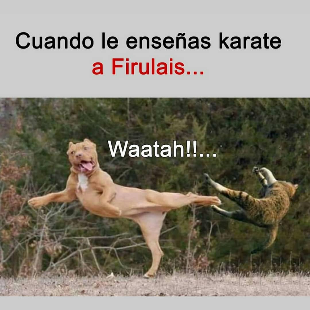 Cuando le enseñas karate a Firulais... Waatah!!