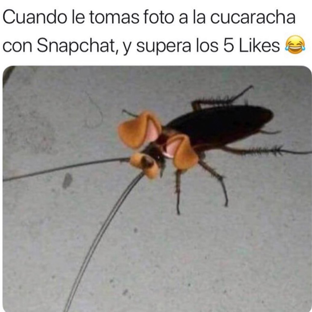 Cuando le tomas foto a la cucaracha con Snapchat, y supera los 5 Likes.