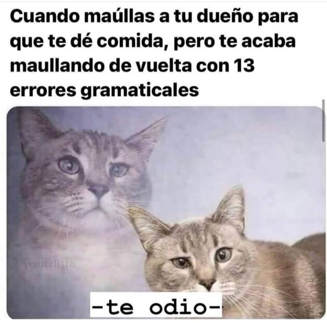 Cuando maúllas a tu dueño para que te dé comida, pero te acaba maullando de vuelta con 13 errores gramaticales.  Te odio.