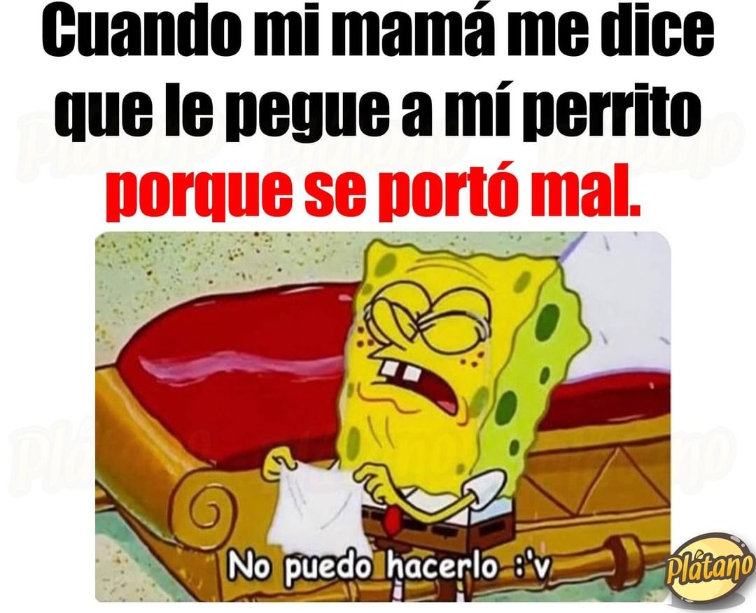 Cuando Mi Mamá Me Dice Que Le Pegue A Mí Perrito Porque Se Portó Mal No Puedo Hacerlo Memes 