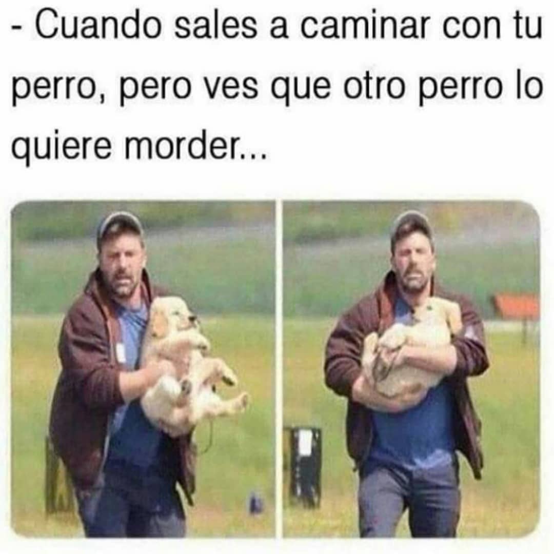 Cuando sales a caminar con tu perro, pero ves que otro perro lo quiere morder...