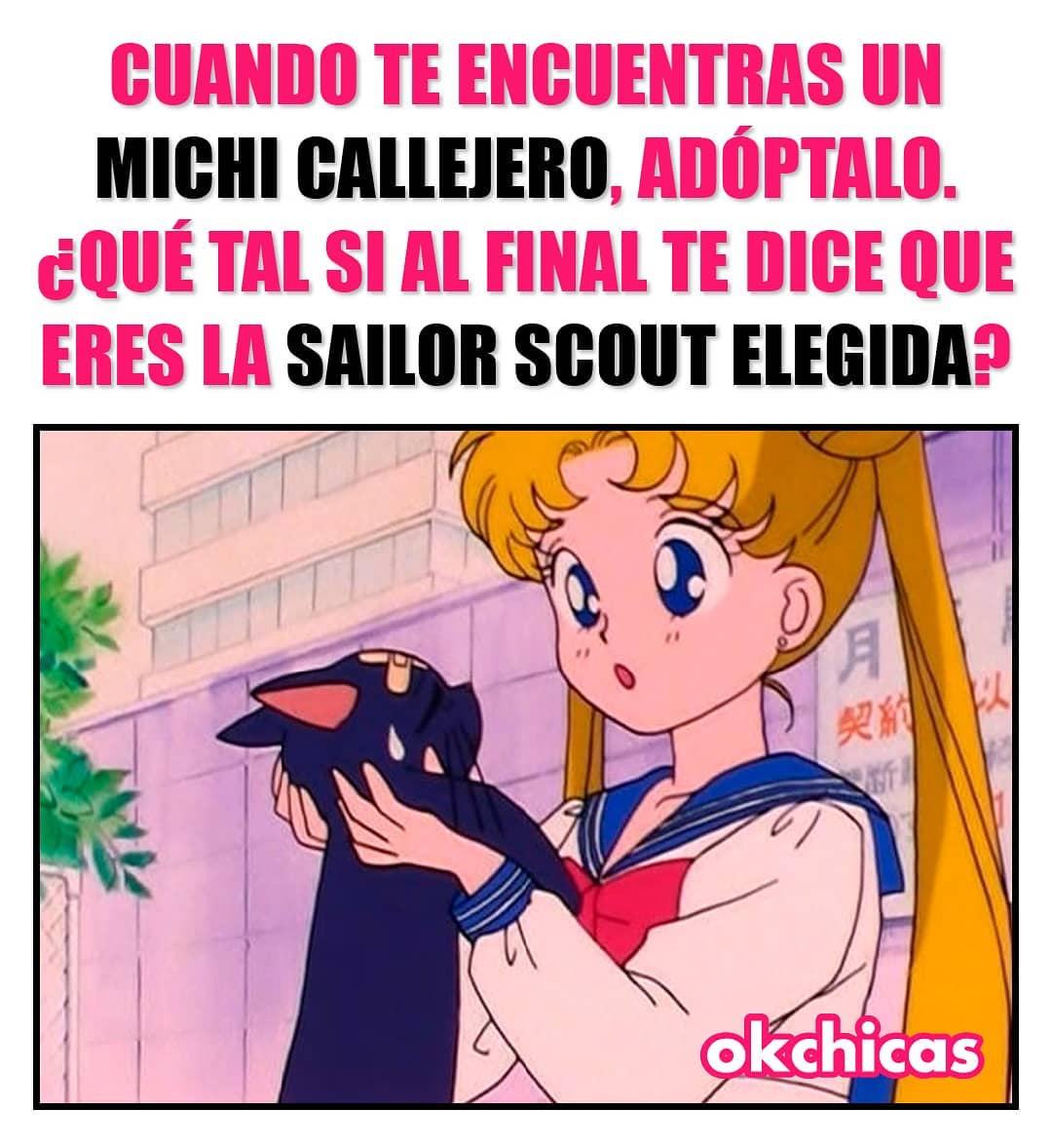 Cuando te encuentras un michi callejero, adóptalo. ¿Qué tal si al final te dice que eres la Sailor Scout elegida?