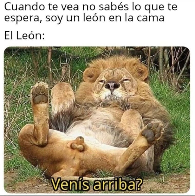 Cuando te vea no sabés lo que te espera, soy un león en la cama. El León: Venís arriba?