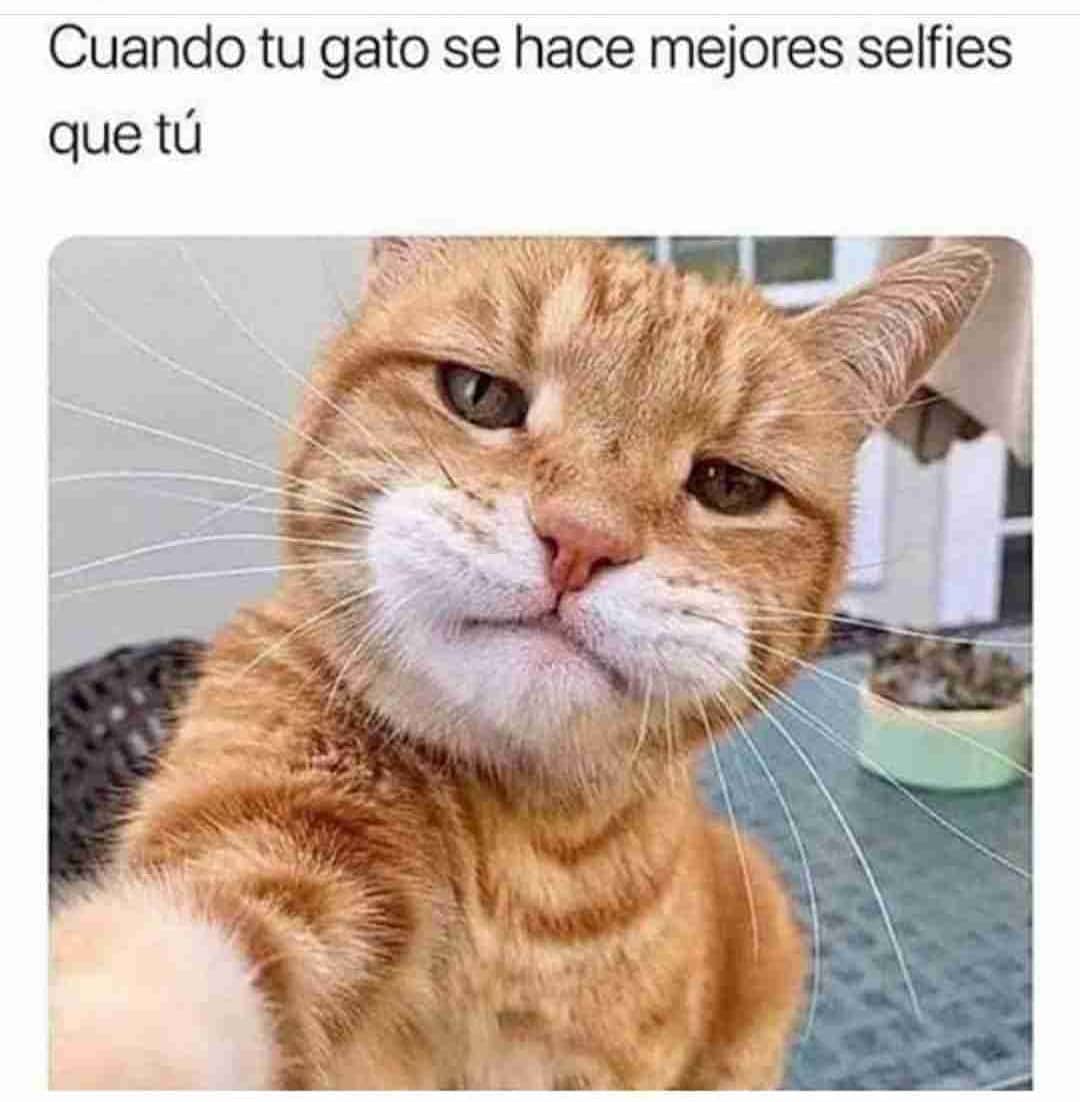 Cuando tu gato se hace mejores selfies que tú.