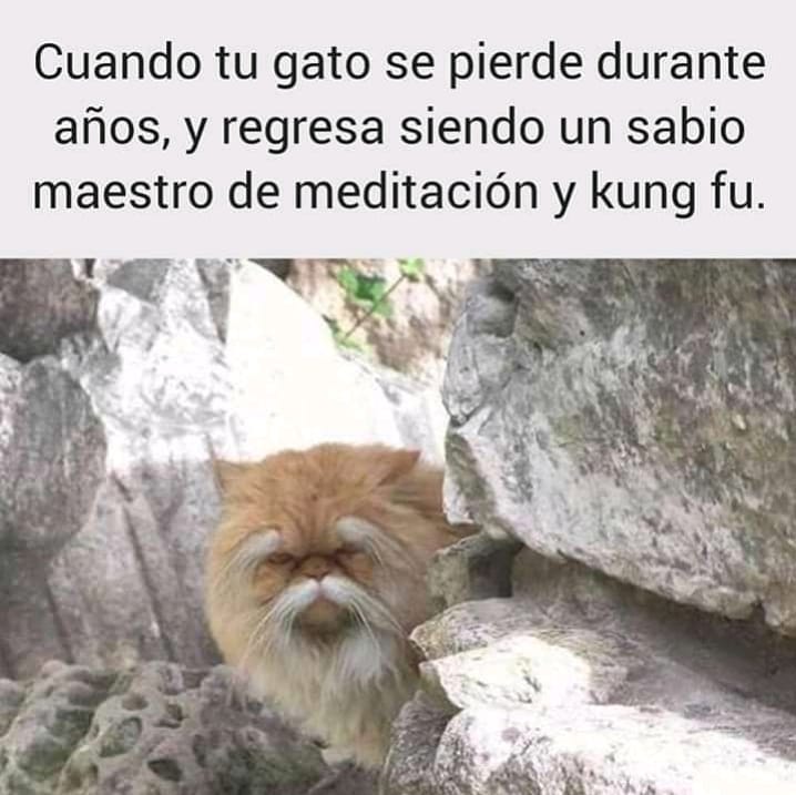 Cuando tu gato se pierde durante años, y regresa siendo un sabio maestro de meditación y kung fu.